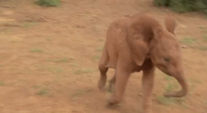 Olifant GIF. Dieren Schattig Olifant Zwembad Gifs Gif 