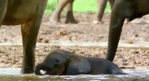 Olifant GIF. Dieren Olifant Gifs 