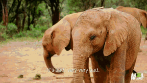 Olifant GIF. Dieren Cartoons Schattig Olifant Gifs Klassiek Dumbo 