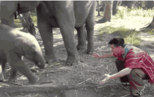 Olifant GIF. Dieren Olifant Gifs 
