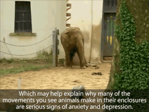 Baby GIF. Bad Dieren Olifant Baby Gifs 