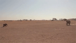 Olifant GIF. Dieren Olifant Gifs 