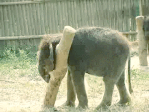 Olifant GIF. Dieren Olifant Gifs Haters 