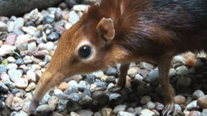 Baby GIF. Dieren Olifant Baby Gifs 