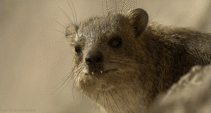 Olifant GIF. Dieren Olifant Gifs 