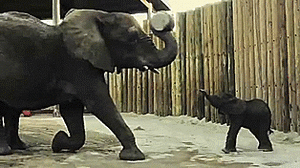 Olifant GIF. Dieren Olifant Gifs 