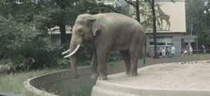 Olifant GIF. Dieren Olifant Gifs Dier 