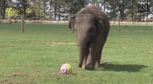 Baby GIF. Dieren Olifant Baby Gifs Leven 