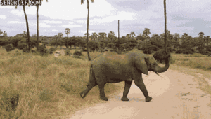 Olifant GIF. Dieren Olifant Gifs Cinemagraph 