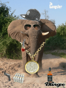 Baby GIF. Dieren Olifant Baby Gifs Offsides 