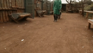 Olifant GIF. Dieren Olifant Gifs 