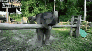 Olifant GIF. Dieren Olifant Gifs Upvote 