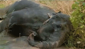 Olifant GIF. Dieren Olifant Gifs 