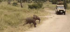 Olifant GIF. Dieren Olifant Gifs Trampoline 