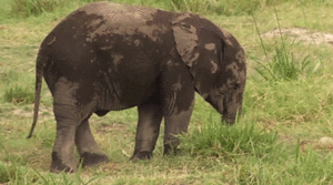 Baby GIF. Dieren Olifant Baby Gifs Vallend 
