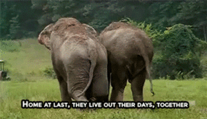 Olifant GIF. Dieren Olifant Gifs 