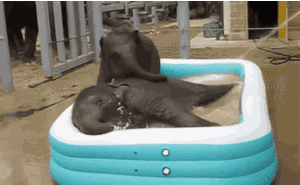 Olifant GIF. Dieren Olifant Gifs Psychadelic 