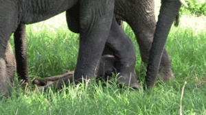 Olifant GIF. Dieren Olifant Gifs 