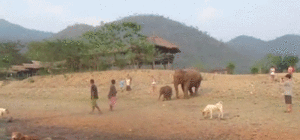 Olifant GIF. Dieren Olifant Gifs 