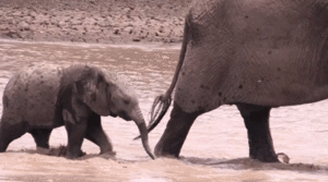 Olifant GIF. Dieren Olifant Gifs Lint 