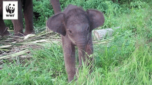 Baby GIF. Dieren Olifant Baby Gifs Romp 