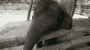 Olifant GIF. Dieren Olifant Gifs Animalsbeingjerks Jackass 