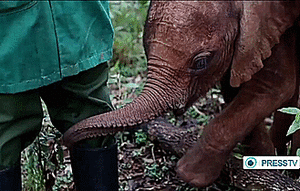 Olifant GIF. Dieren Olifant Gifs Animalsbeingjerks Ruk 