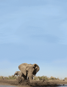 Baby GIF. Dieren Olifant Baby Gifs Gevecht 
