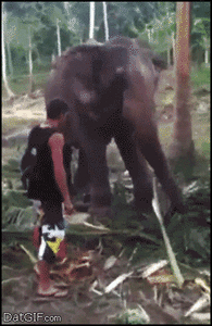 Olifant GIF. Dieren Olifant Gifs 