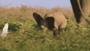 Olifant GIF. Dieren Olifant Gifs Lint 