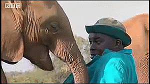 Olifant GIF. Dieren Olifant Gifs 