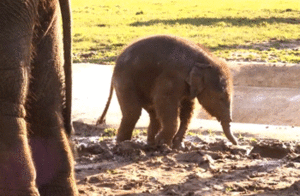 Olifant GIF. Dieren Olifant Gifs Vos Rel 