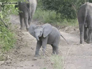 Olifant GIF. Dieren Geboorte Olifant Gifs 
