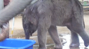 Olifant GIF. Dieren Olifant Gifs Hand 