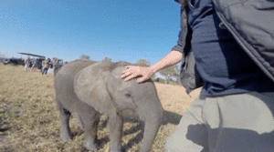 Olifant GIF. Dieren Olifant Gifs 