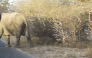 Olifant GIF. Dieren Olifant Gifs 
