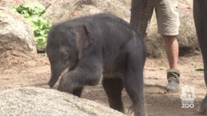 Olifant GIF. Dieren Olifant Gifs 