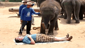 Olifant GIF. Dieren Olifant Roze Gifs Mrw 