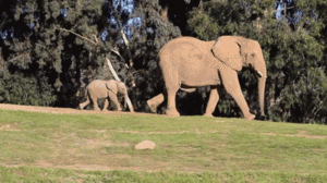 Olifant GIF. Dieren Olifant Gifs Bus 