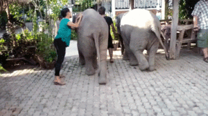 Baby GIF. Dieren Olifant Baby Gifs Gevecht 