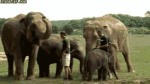Olifant GIF. Dieren Olifant Gifs Mislukken 