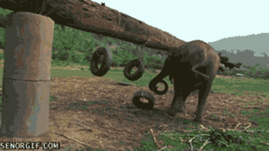 Olifant GIF. Dieren Olifant Gifs Animalsbeingjerks Klop 