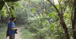 Olifant GIF. Dieren Olifant Gifs Eet 
