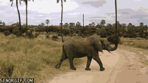 Olifant GIF. Dieren Olifant Darts Gifs Til 