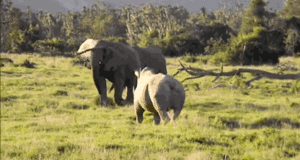 Olifant GIF. Dieren Schattig Olifant Zwembad Gifs Gif 