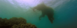 Olifant GIF. Dieren Olifant Gifs Fj 