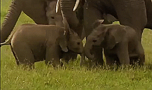 Olifant GIF. Dieren Olifant Gifs 