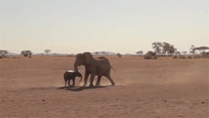 Olifant GIF. Dieren Olifant Gifs Wasteds 