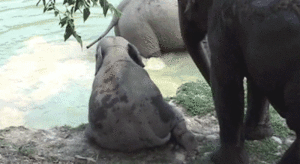 Olifant GIF. Dieren Olifant Gifs 