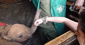 Olifant GIF. Dieren Olifant Gifs Man Bos 